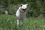AKITA INU 351